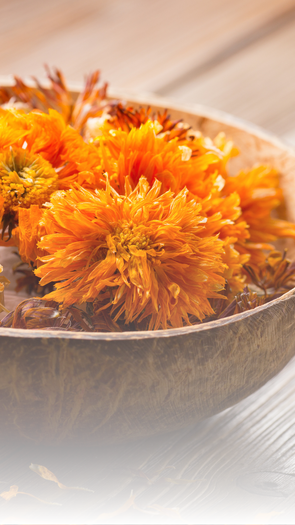 Calendula
