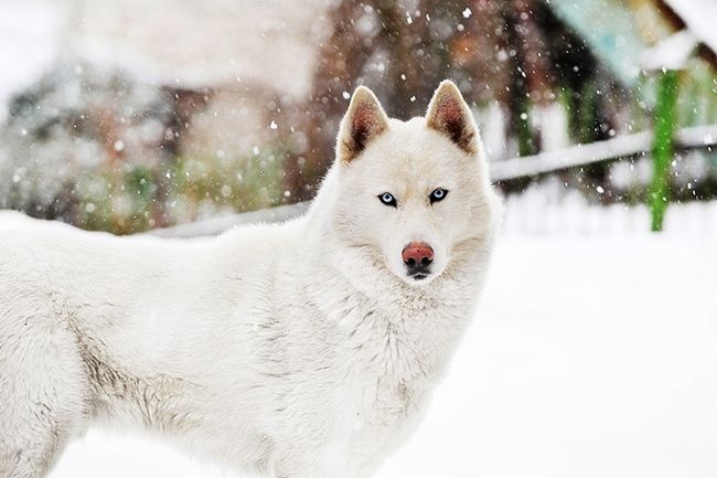 Kompozycja fotografii zimowej