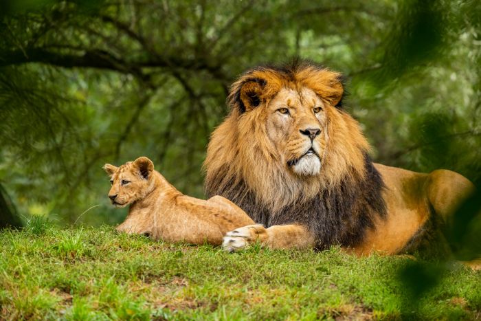 Image of a lion and lioness