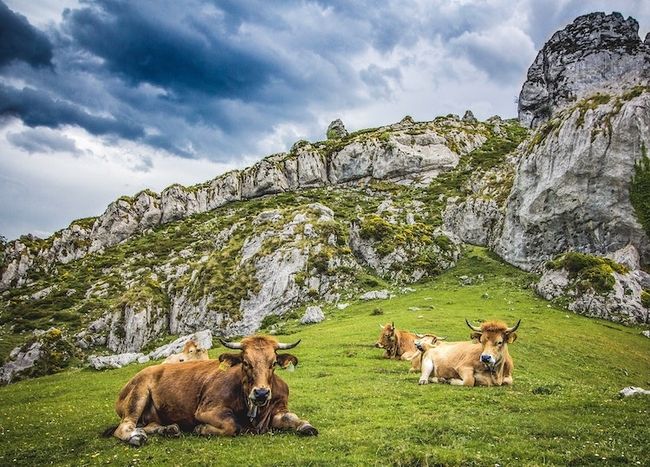 Photographie d'animaux de prairie